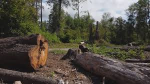 How Our Tree Care Process Works  in  Beacon, NY