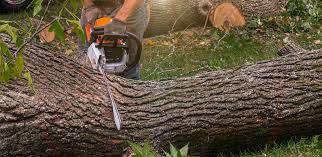 Best Emergency Tree Removal  in Beacon, NY