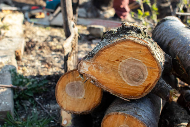 Trusted Beacon, NY Tree Care Experts