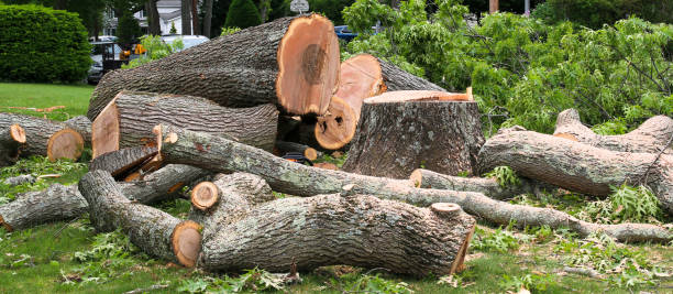 Best Lot and Land Clearing  in Beacon, NY