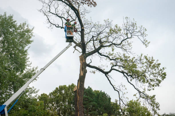 Best Aeration Services  in Beacon, NY