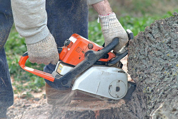 Best Tree Trimming and Pruning  in Beacon, NY