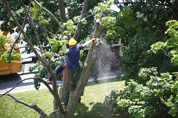 Best Tree Planting  in Beacon, NY